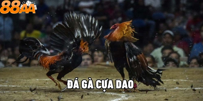 Lịch sử hình thành và phát triển của đá gà cựa dao tại 88aa