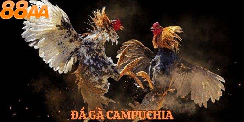 Đá gà Campuchia là gì?