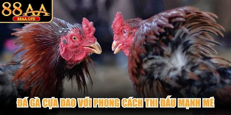 Đá gà cựa dao với phong cách thi đấu mạnh mẽ
